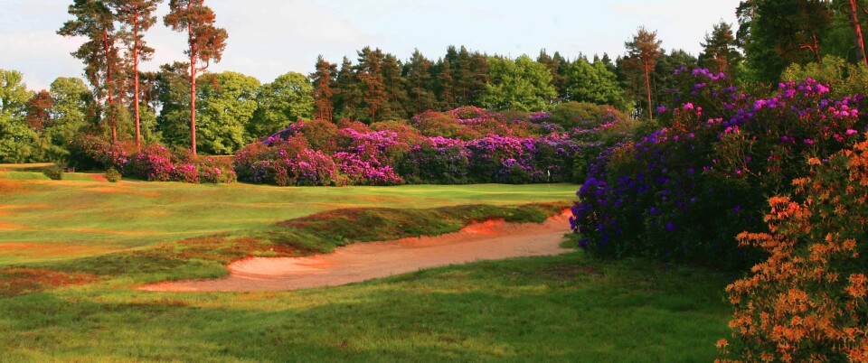 Swinley Forest, ranked 22 in Great Britain & Ireland Courses